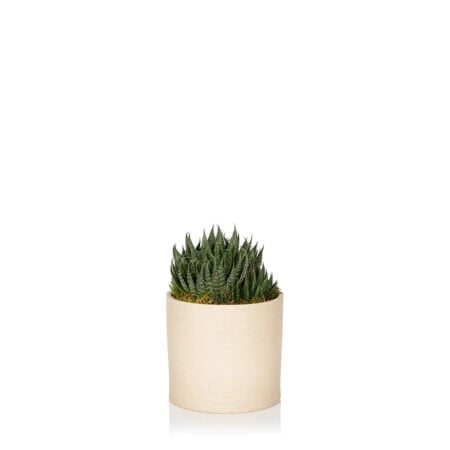 Haworthia - Medium (20-40cm), Almond Stoneware