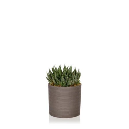 Haworthia - Medium (20-40cm), Charcoal Grey Stoneware