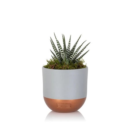 Haworthia - Small (15-30cm), Grey and copper