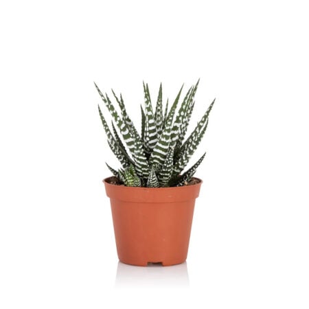 Haworthia - Small (15-30cm), Refills