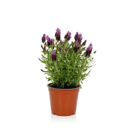 Lavender - Refills
