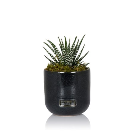 Haworthia - Small (15-30cm), Black Glazed
