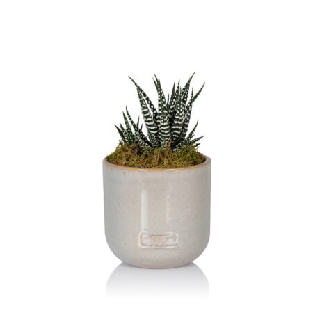 Haworthia - Small (15-30cm), Grey Glazed
