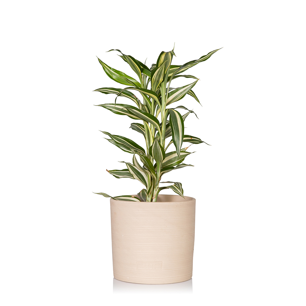 Dracaena Sanderiana