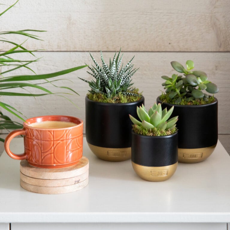 The Little Botanical Houseplants Delivered To Your Door the-little-botanical-houseplants-delivered-to-your-door