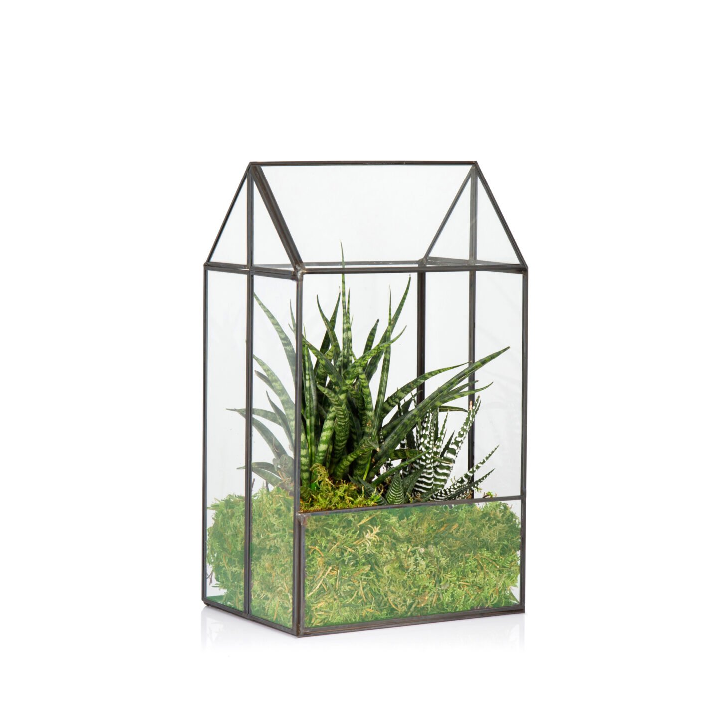 DIY Terrarium Kit The Little Botanical