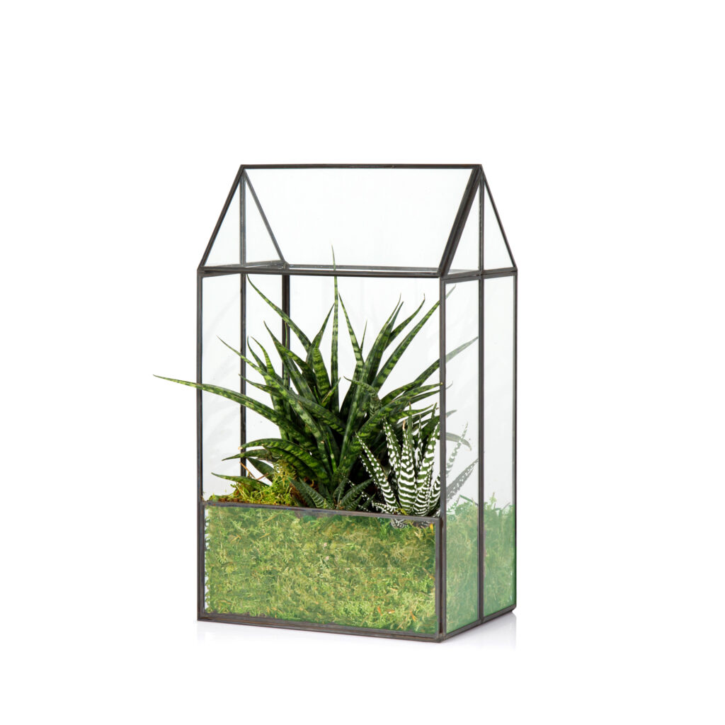 DIY Terrarium Kit The Little Botanical