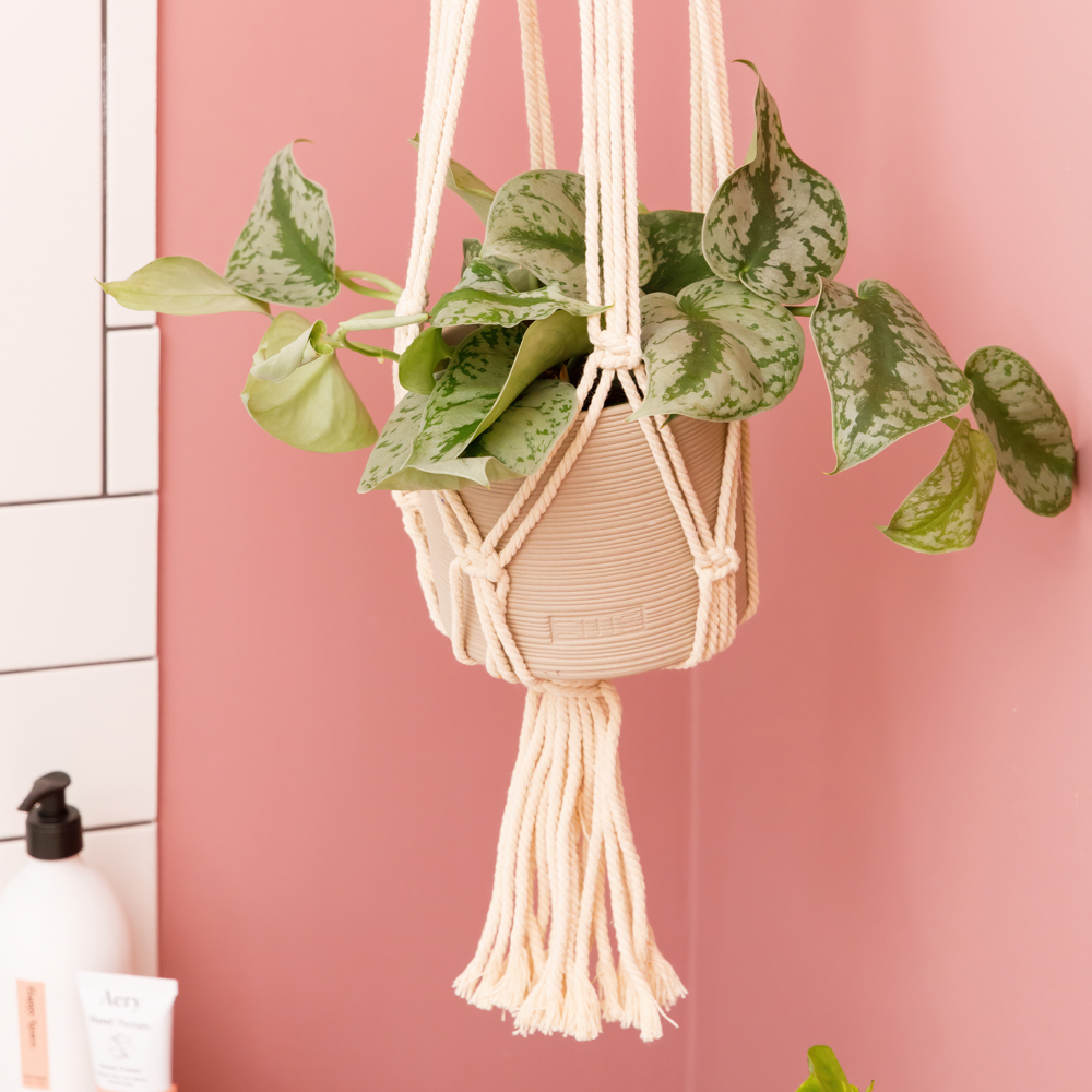 Satin Pothos