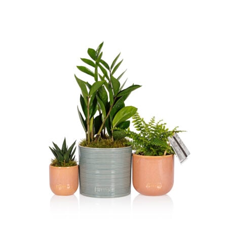 Plant Gang for Newbie Plant Parents - Blue Summer Ceramic
