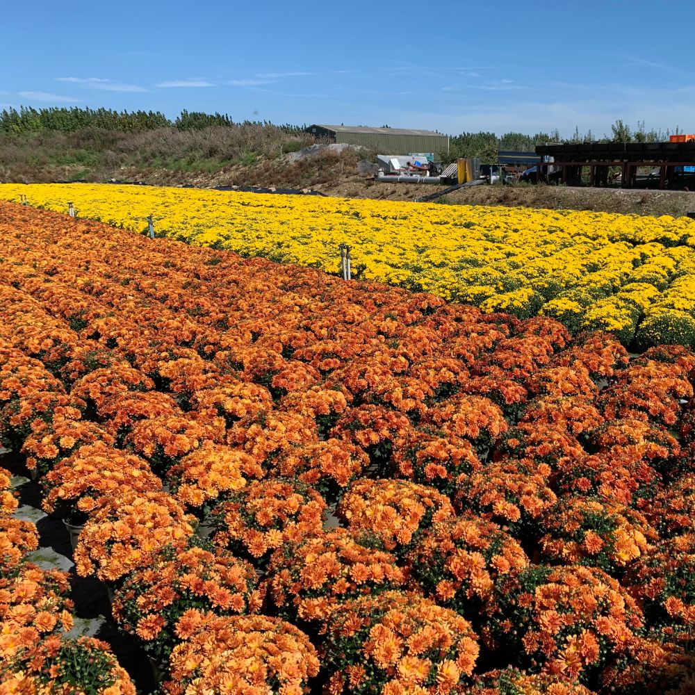 Chrysanthemum Garden Bundle The Little Botanical