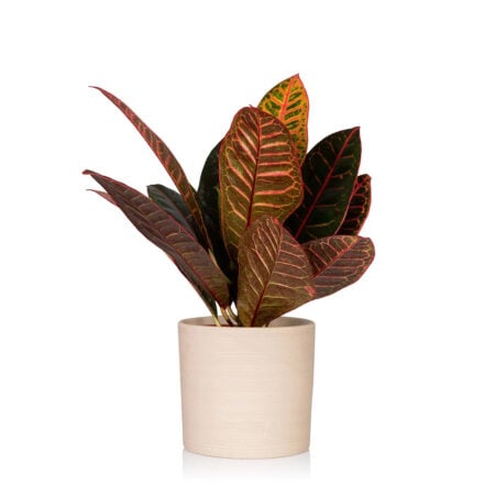 Croton Petra - Medium (20-40cm), Almond Stoneware