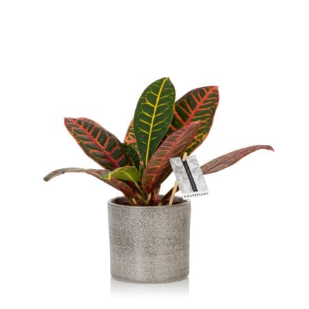 Croton Petra - Medium (20-40cm), Grey textured pot