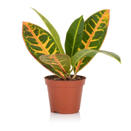 Croton Petra - Small (15-30cm), Refills