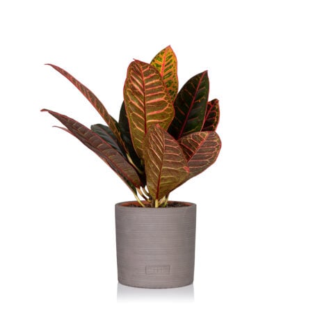 Croton Petra - Medium (20-40cm), Charcoal Grey Stoneware