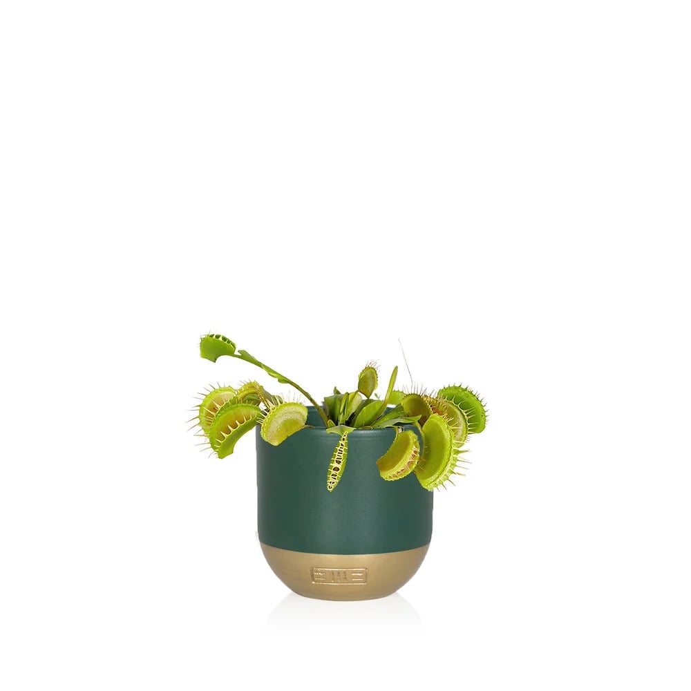 Living Venus Fly Trap Plant