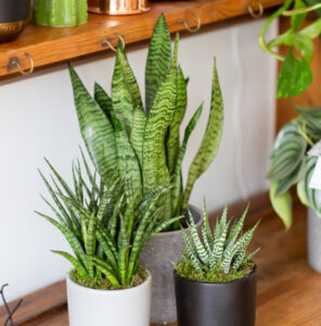 A guide to owning and caring for Sansevieria | The Little Botanical