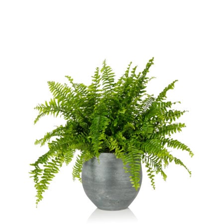 Boston Fern