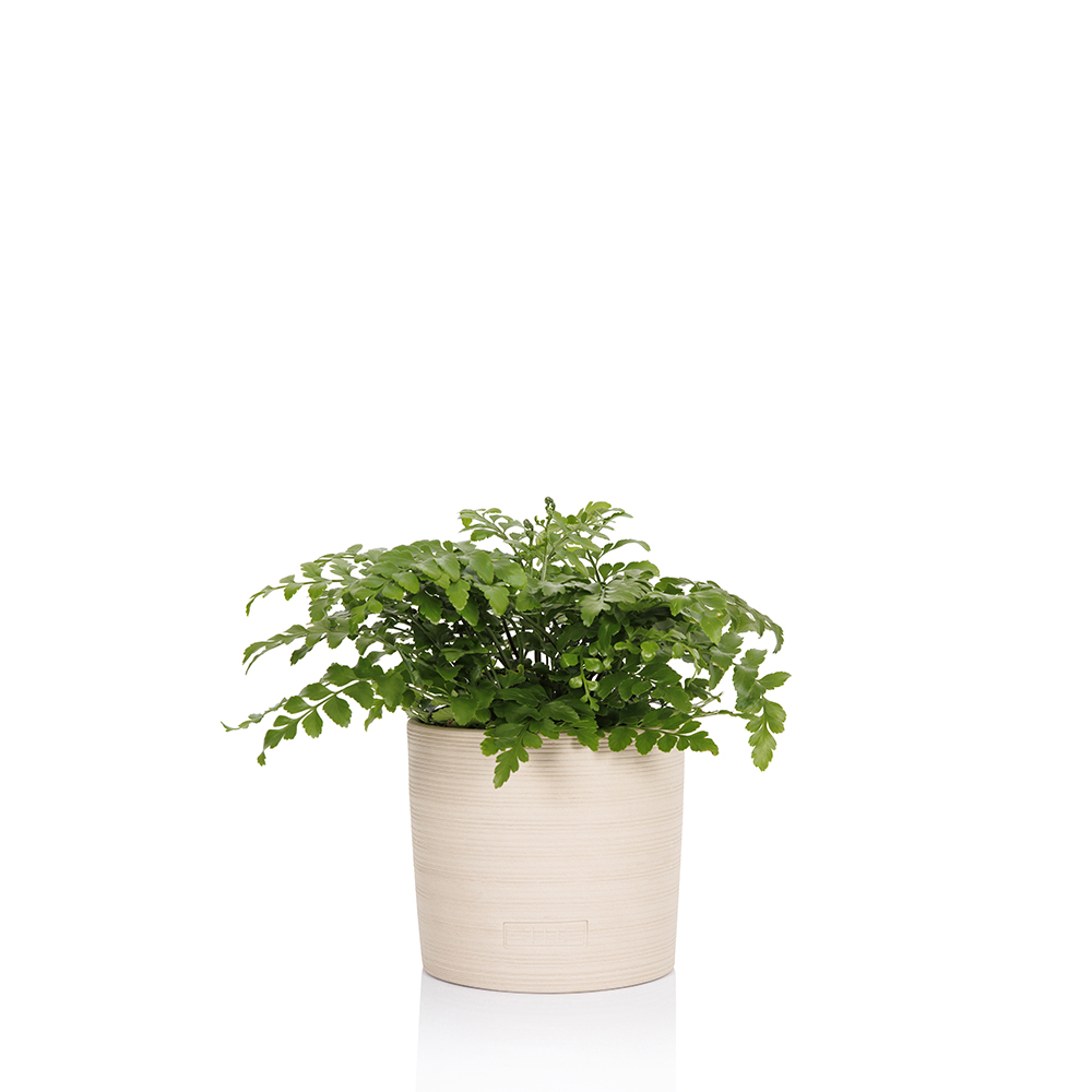 Asplenium Parvati Fern (Mother Fern)