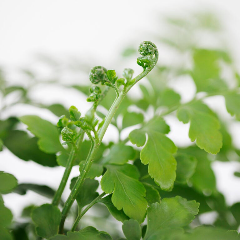 Easy Care The Little Botanical