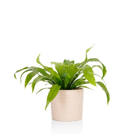 Asplenium Antiquum (Bird’s Nest Fern) - Medium (20-40cm), Almond Stoneware