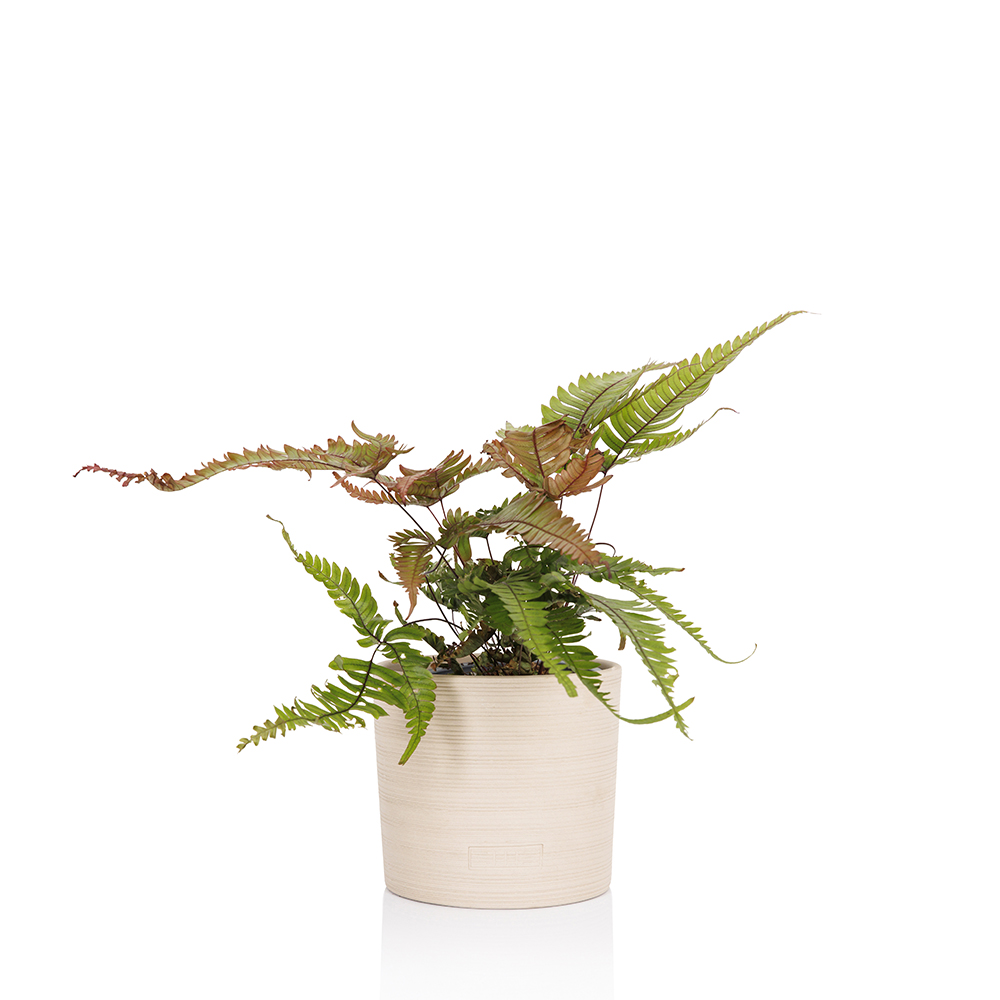 Pteris Tricolor (Painted Brake Fern)