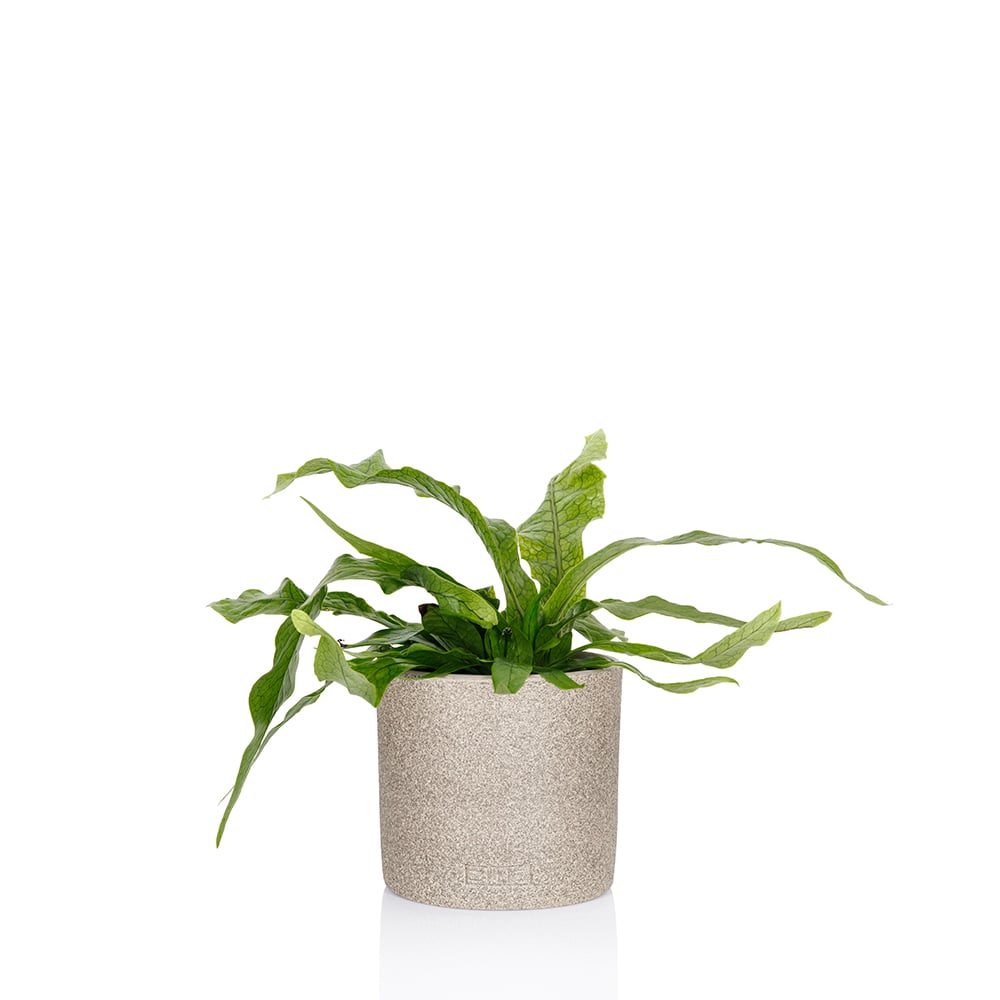 Microsorum Musifolium (Crocodile Fern)