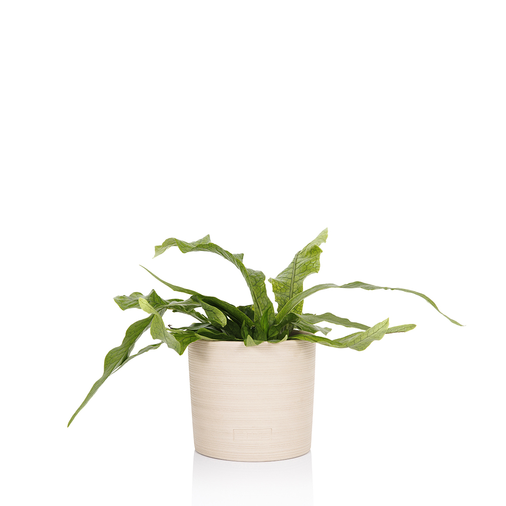 Microsorum Musifolium (Crocodile Fern)