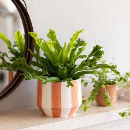 Asplenium Antiquum (Bird’s Nest Fern)