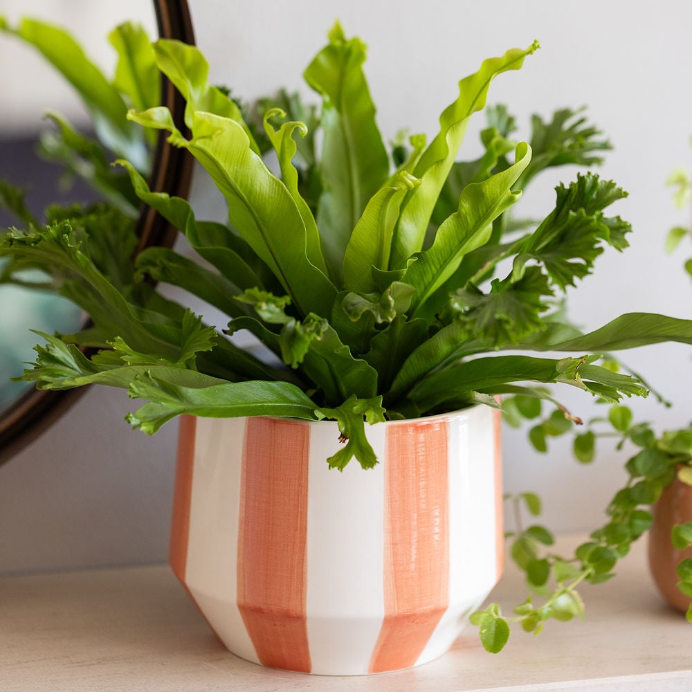 66_JT_044_1000x1000 Bird's Nest Fern