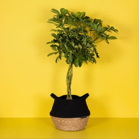 Schefflera (braided stem)