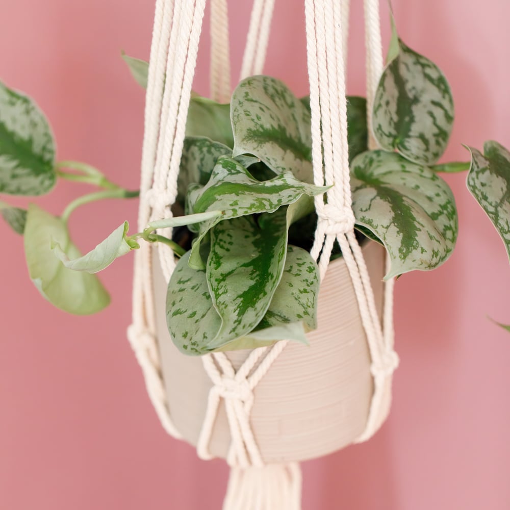 Satin Pothos