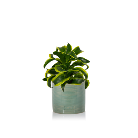 Dracaena Tornado - Medium (20-40cm), Green Summer Ceramic