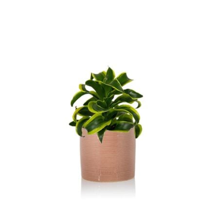 Dracaena Tornado - Medium (20-40cm), Pink Summer Ceramic