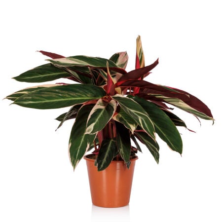 Calathea Triostar - Big (40-75cm), Refills