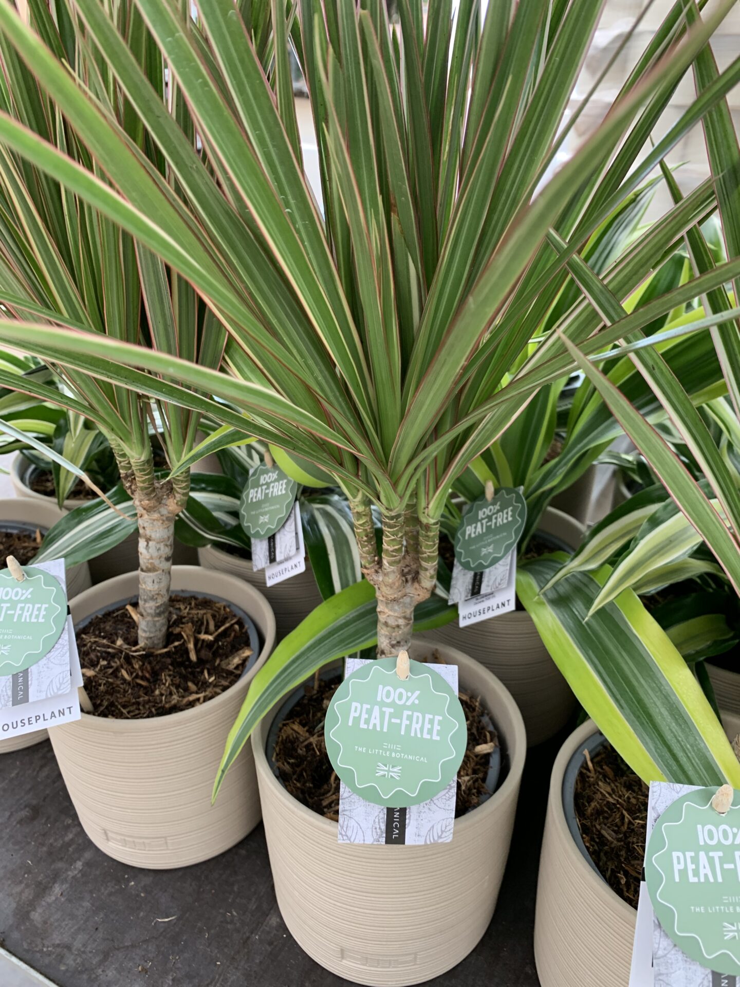A Guide To Owning and Caring for The Dragon Tree | The Little Botanical