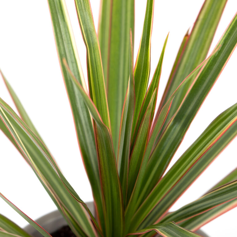 A Guide To Owning and Caring for The Dragon Tree | The Little Botanical