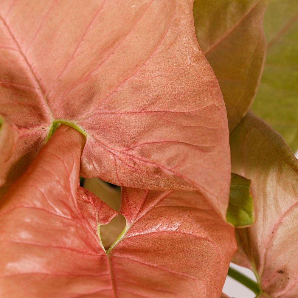 Syngonium Pink Butterfly