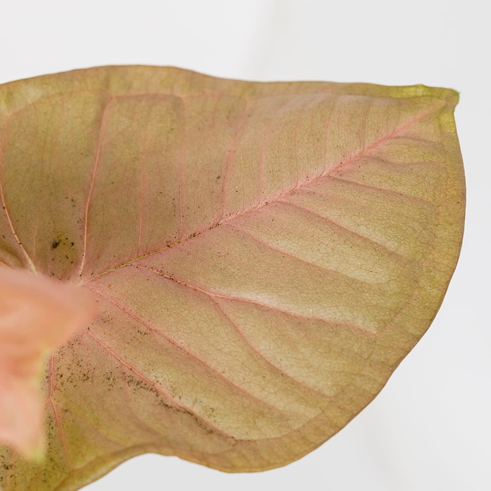 Syngonium Pink Butterfly