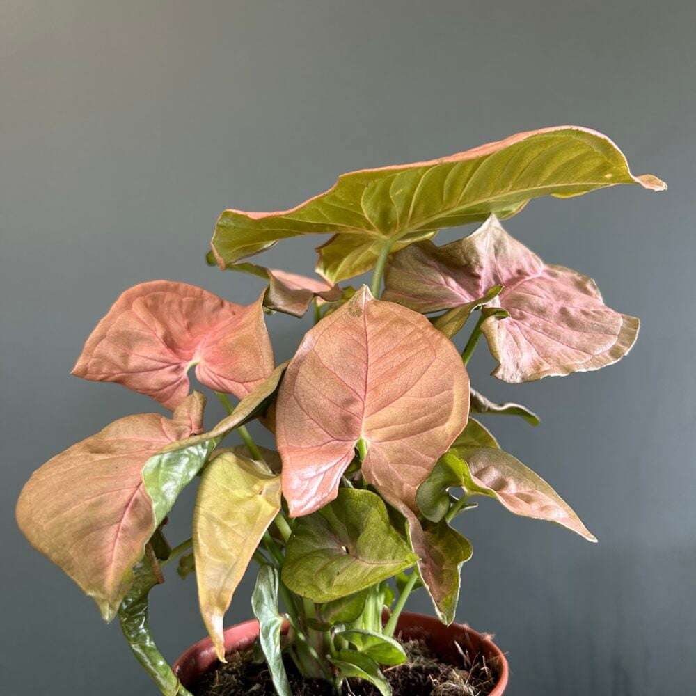 Pink Sygonium