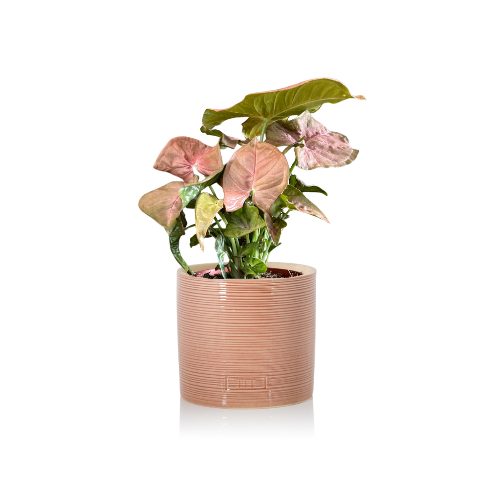 Syngonium Pink Butterfly