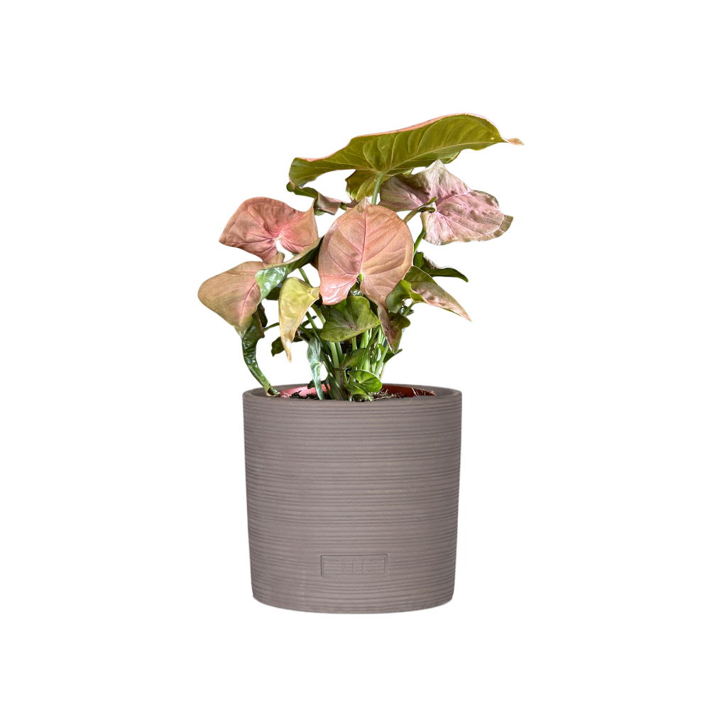 Syngonium Pink Butterfly