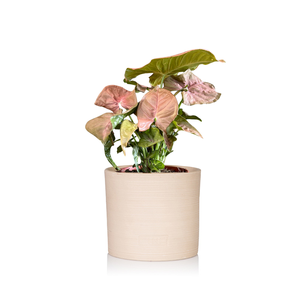 Syngonium Pink Butterfly