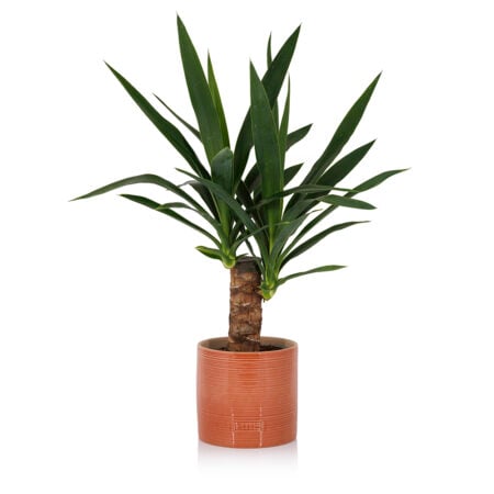 Yucca