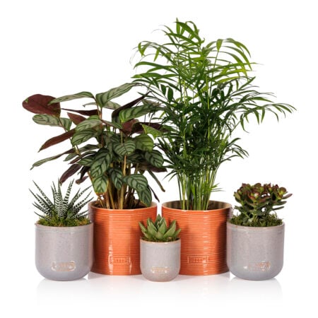 Wellbeing Bundle