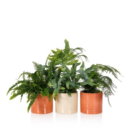 Fern Trio Plant Gang