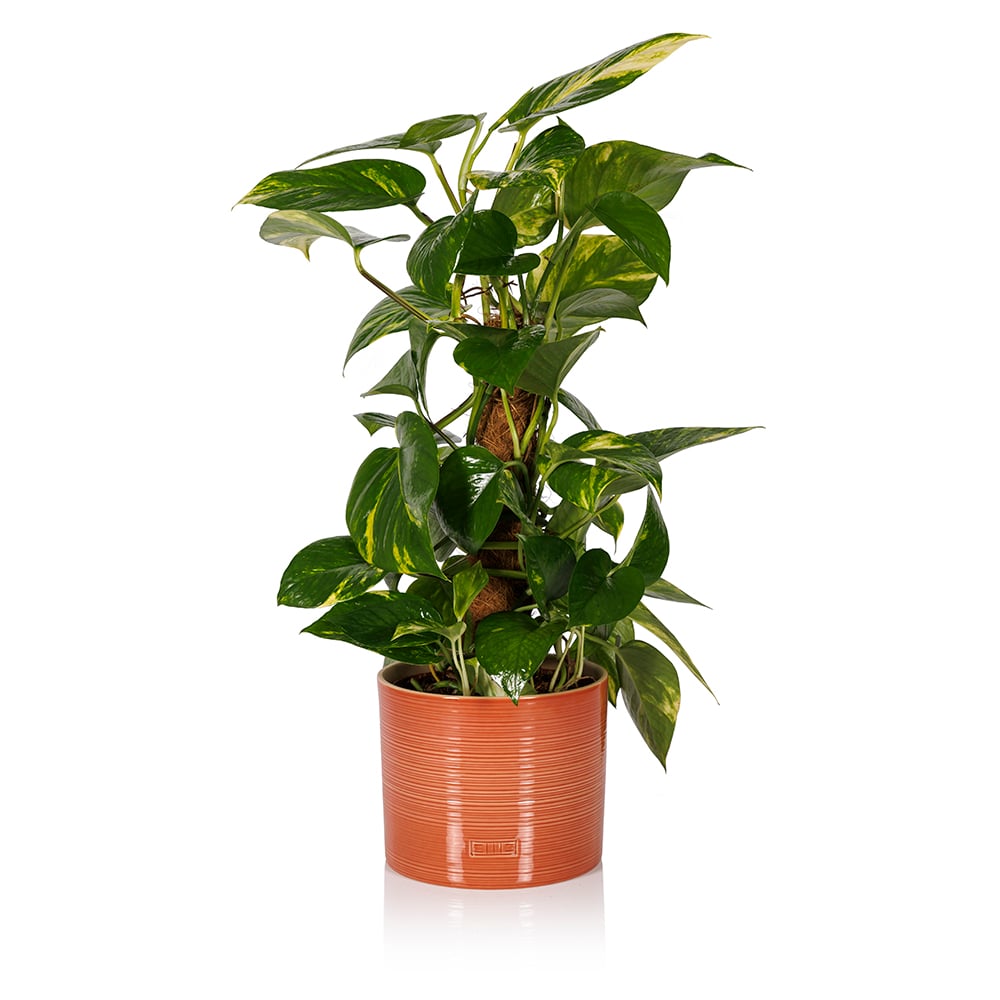 Scindapsus (Moss Pole)