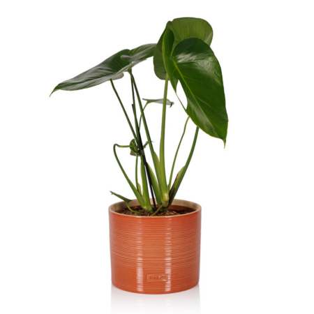 Monstera - Big (40-75cm), Burnt Orange Glazed