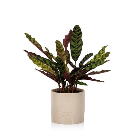 Calathea