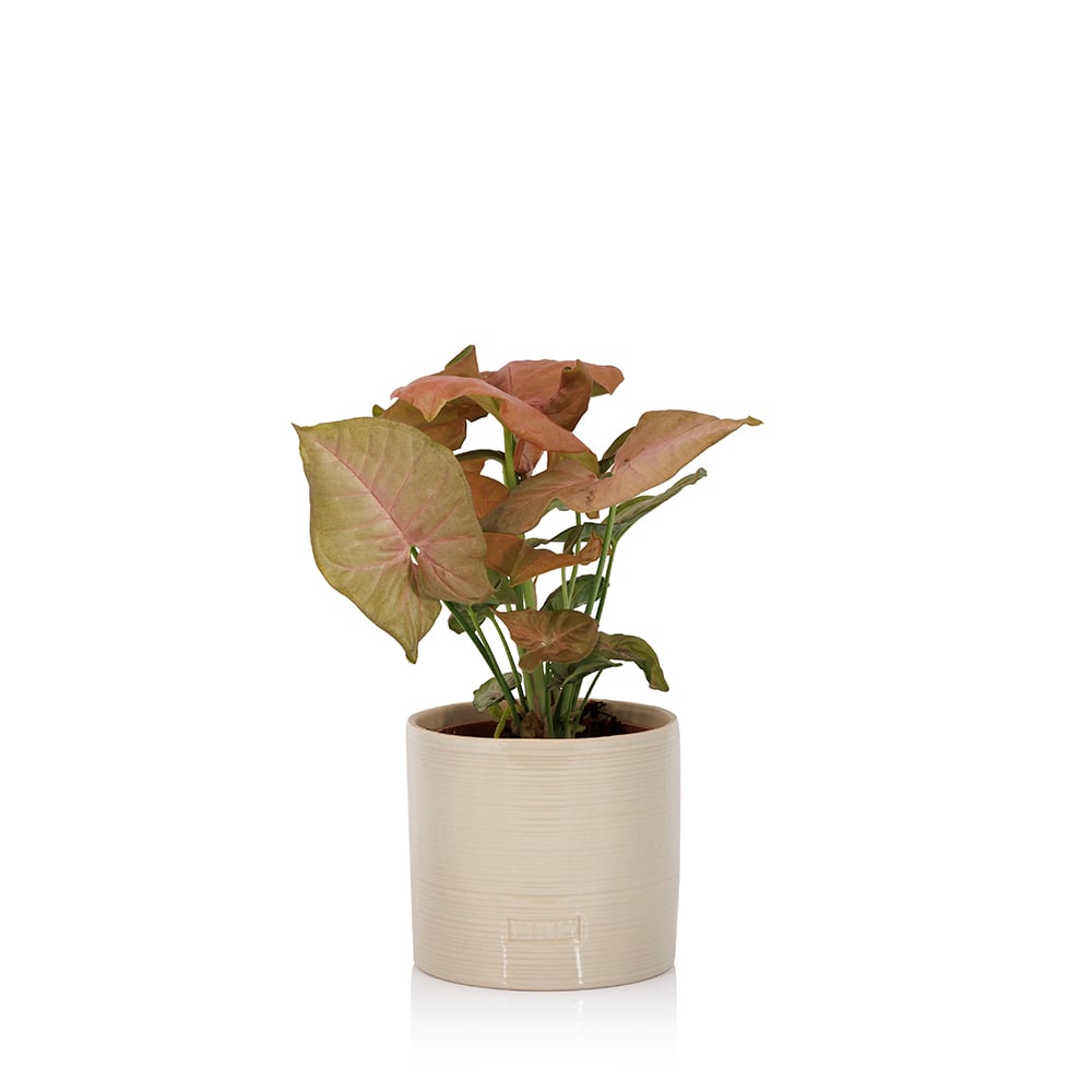 Syngonium Pink Butterfly