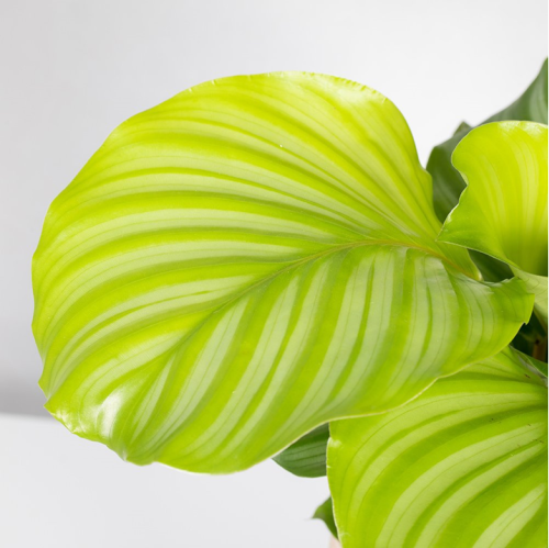 Calathea Orbifolia